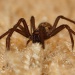 Huntsman Spider by natsnell