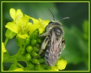 29th Mar 2011 - Buff Bee?