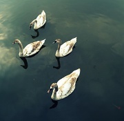 30th Mar 2011 - 4 Swans-A-Swimming