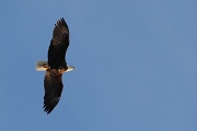 29th Mar 2011 - Elusive eagle  :)