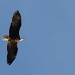 Elusive eagle  :) by mandyj92