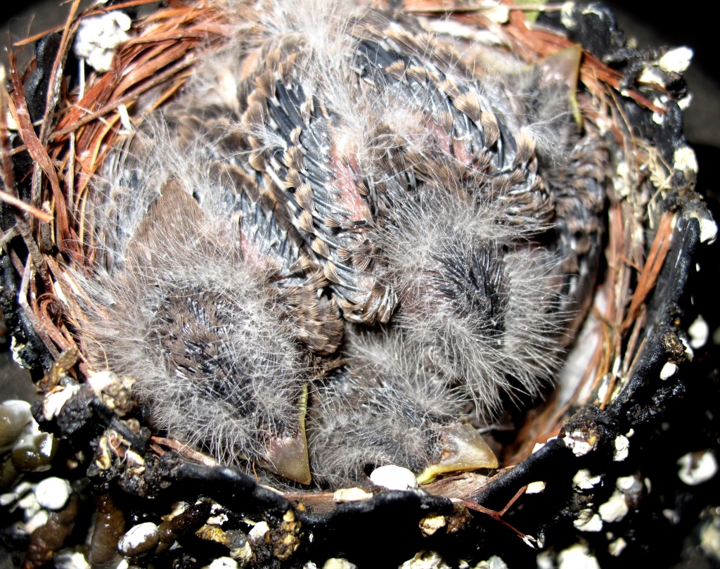 Baby Birds by lisaconrad