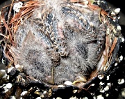 29th Mar 2011 - Baby Birds