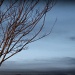 Bare tree by madamelucy