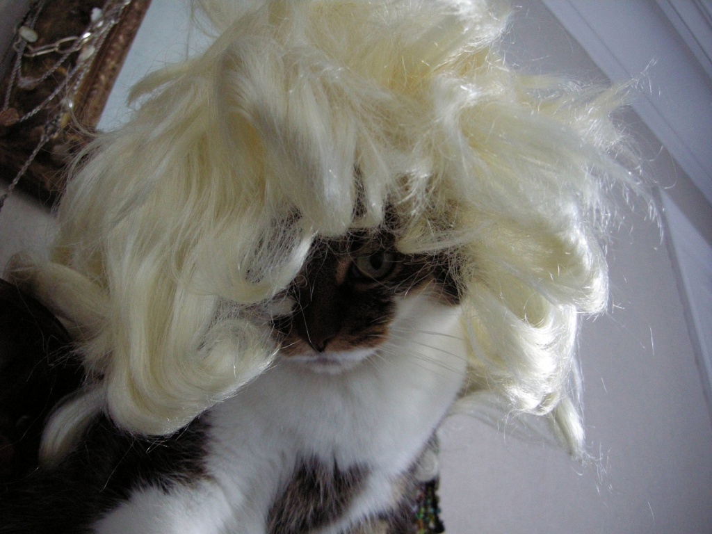 Just for fun: The blond cat by parisouailleurs