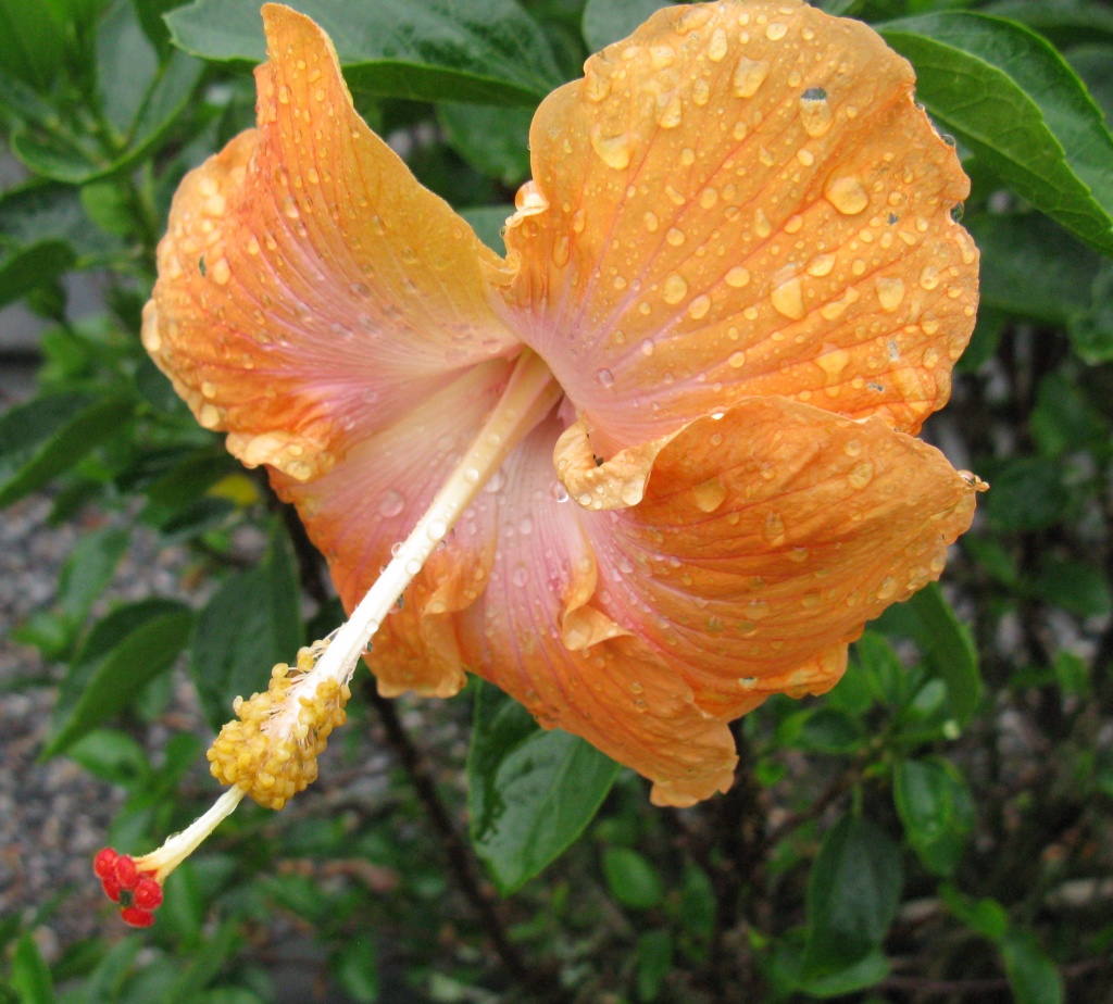 Hibiscus in the Rain by loey5150