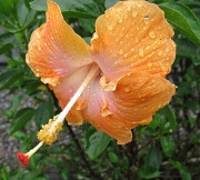 30th Mar 2011 - Hibiscus in the Rain