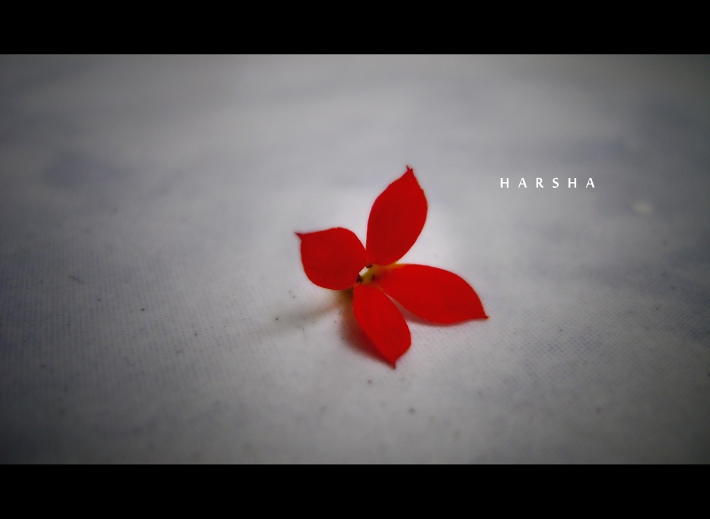 flower single by harsha