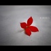 flower single by harsha