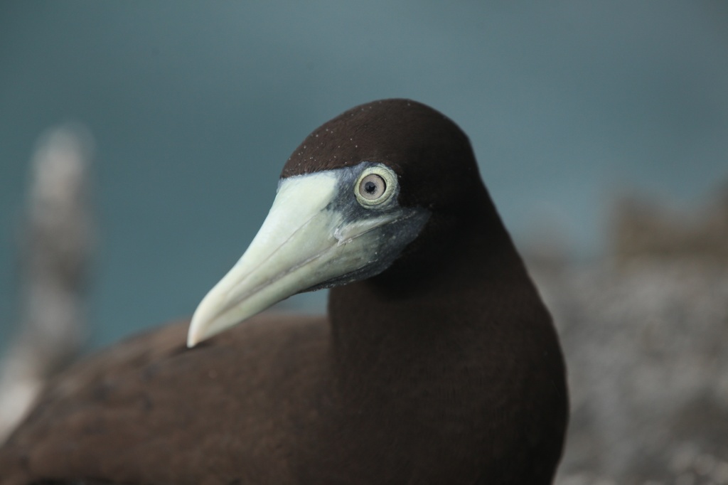 Brown Booby (Sula leucogaster) by lbmcshutter