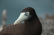30th Mar 2011 - Brown Booby (Sula leucogaster)