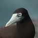 Brown Booby (Sula leucogaster) by lbmcshutter