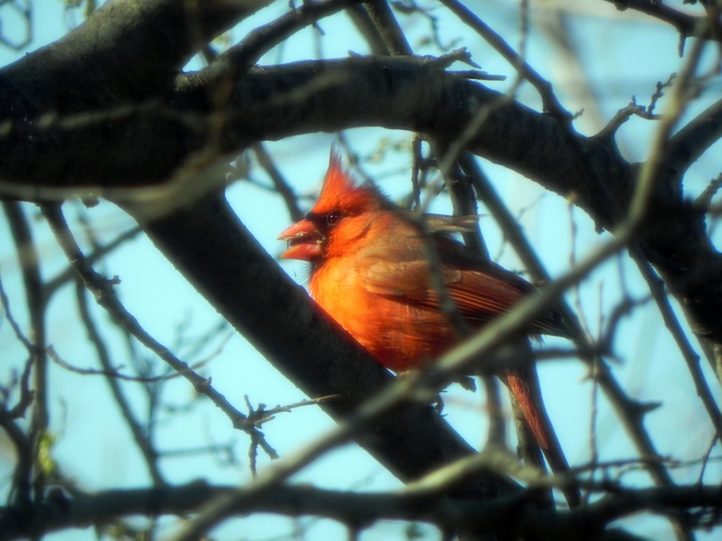 Male Cardinal by mej2011
