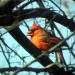 Male Cardinal by mej2011
