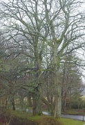30th Mar 2011 - the beech trees - hint of green