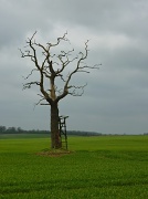 30th Mar 2011 - Solitary Tree