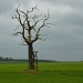 Solitary Tree by helenmoss