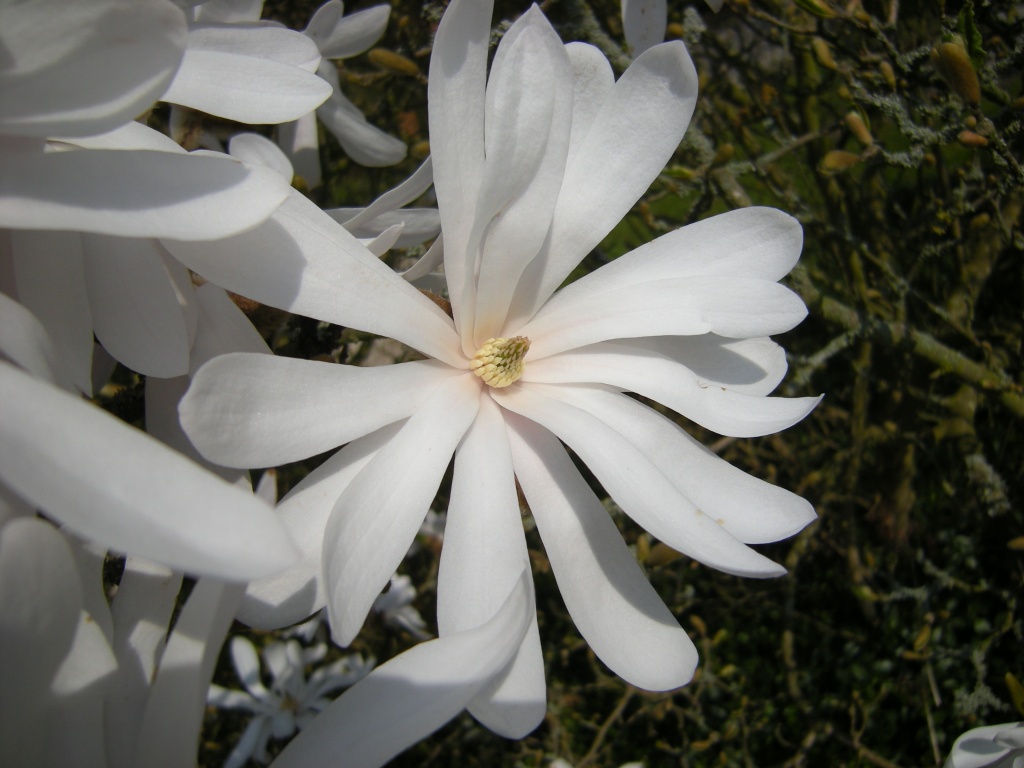 Magnolia stellata by pyrrhula