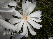 31st Mar 2011 - Magnolia stellata