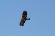 30th Mar 2011 - A teenage eagle!  