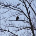 Mr. Crow and Mr. Eagle up in a tree.... by mandyj92