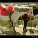 horse by harsha