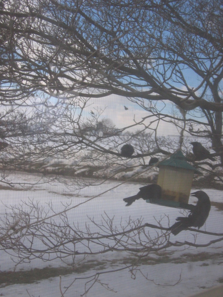 Day 17 Grackles Take Over the Bird Feeder by spiritualstatic