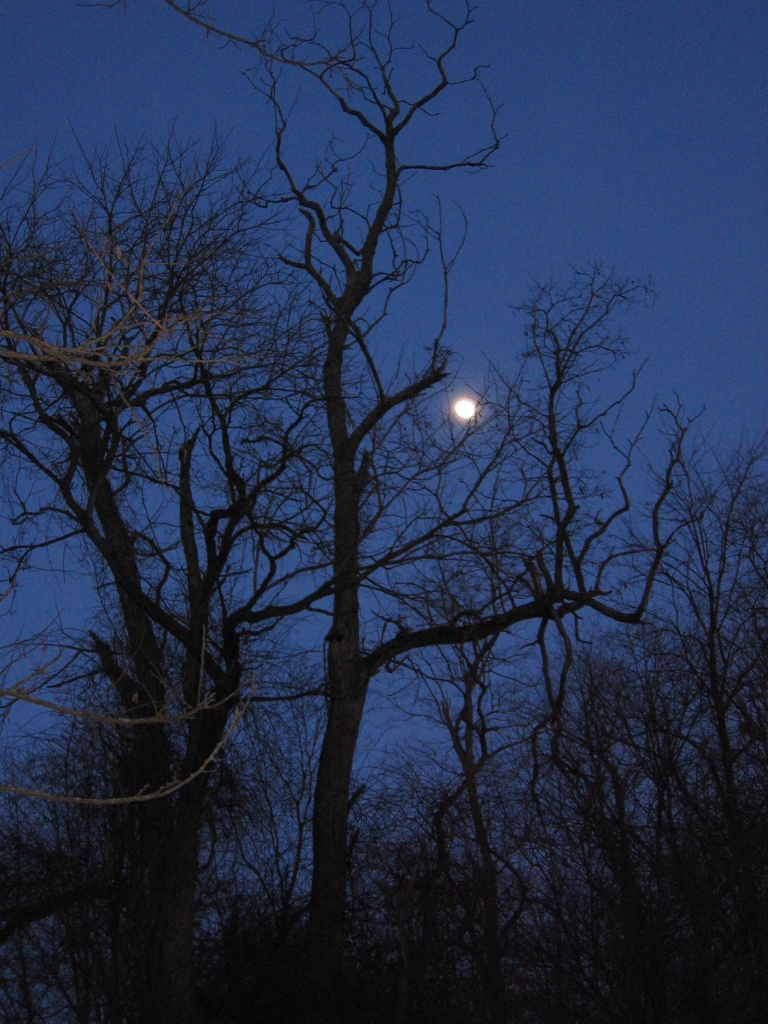 Day 24 Moon Amongst the Winter Trees by spiritualstatic