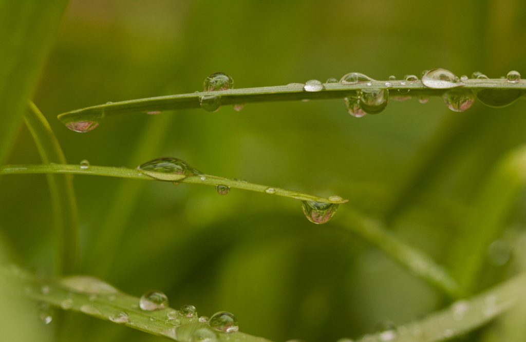 Raindrops on Chives by jbritt