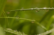 31st Mar 2011 - Raindrops on Chives