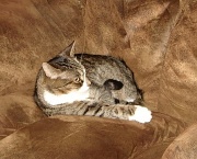 31st Mar 2011 - RIP Meowty