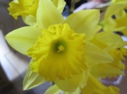 20th Mar 2011 - Daffodils
