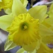 Daffodils by dakotakid35