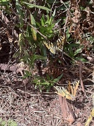 29th Mar 2011 - Western Tiger Swallowtails