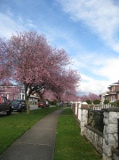 31st Mar 2011 - daytime spring. 
