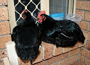 30th Mar 2011 - sticky beaks