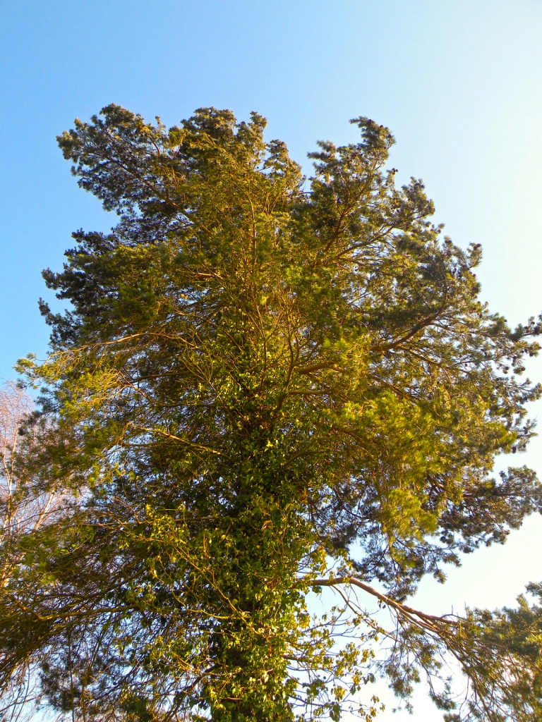 Blustery tree by manek43509