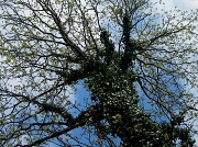 1st Apr 2011 - The Old Oak Tree