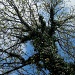 The Old Oak Tree by vernabeth