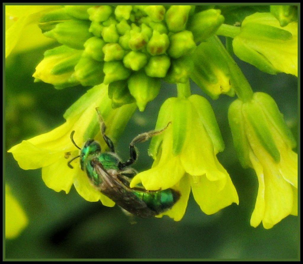 Green Bee by cjwhite