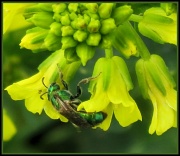1st Apr 2011 - Green Bee
