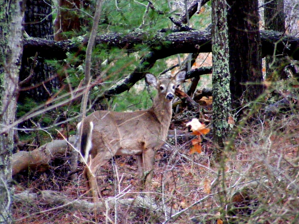 Deer in Woods by lauriehiggins