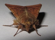 2nd Apr 2011 - Moth