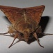 Moth by alia_801