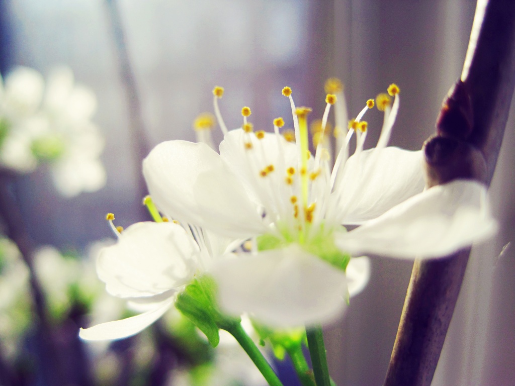 Spring Joy  by lily