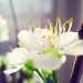 Spring Joy  by lily