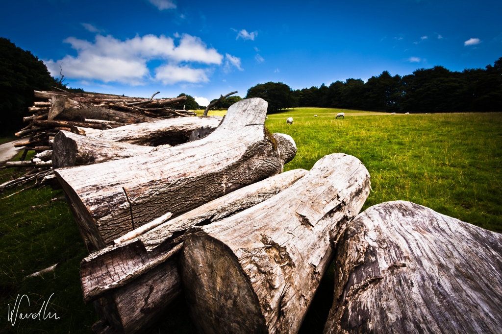 Logs at the foot of Win Hill by vikdaddy