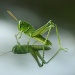 grasshopper admiring his reflection on my car windscreen by lbmcshutter