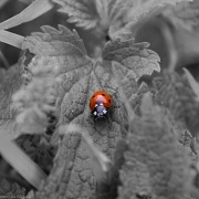 2nd Apr 2011 - Ladybird
