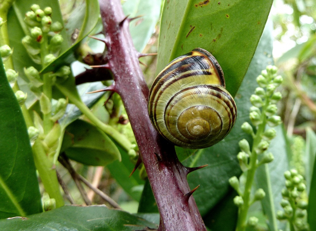 Snail by dulciknit